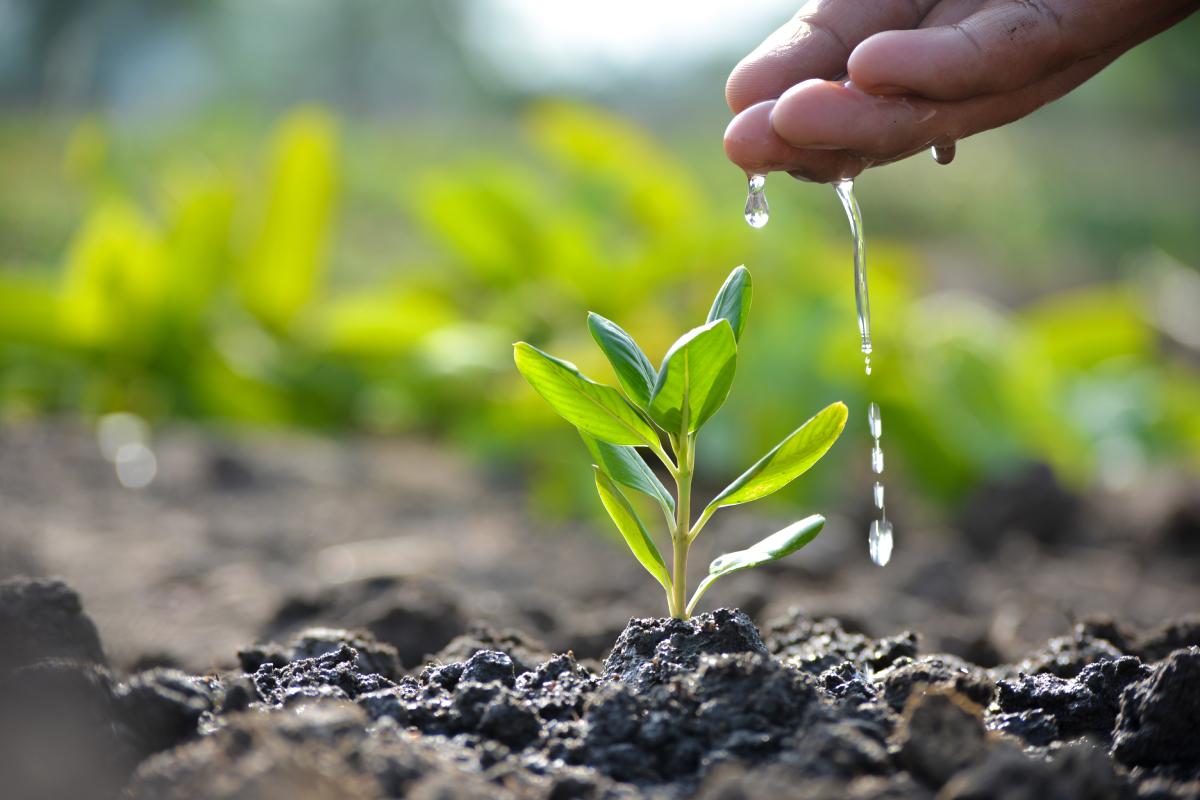 Agroecology in West Africa - Regenopolis