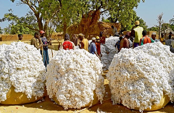 des producteurs de leo au sud ouest du burkina faso source afrique agriculture (1)