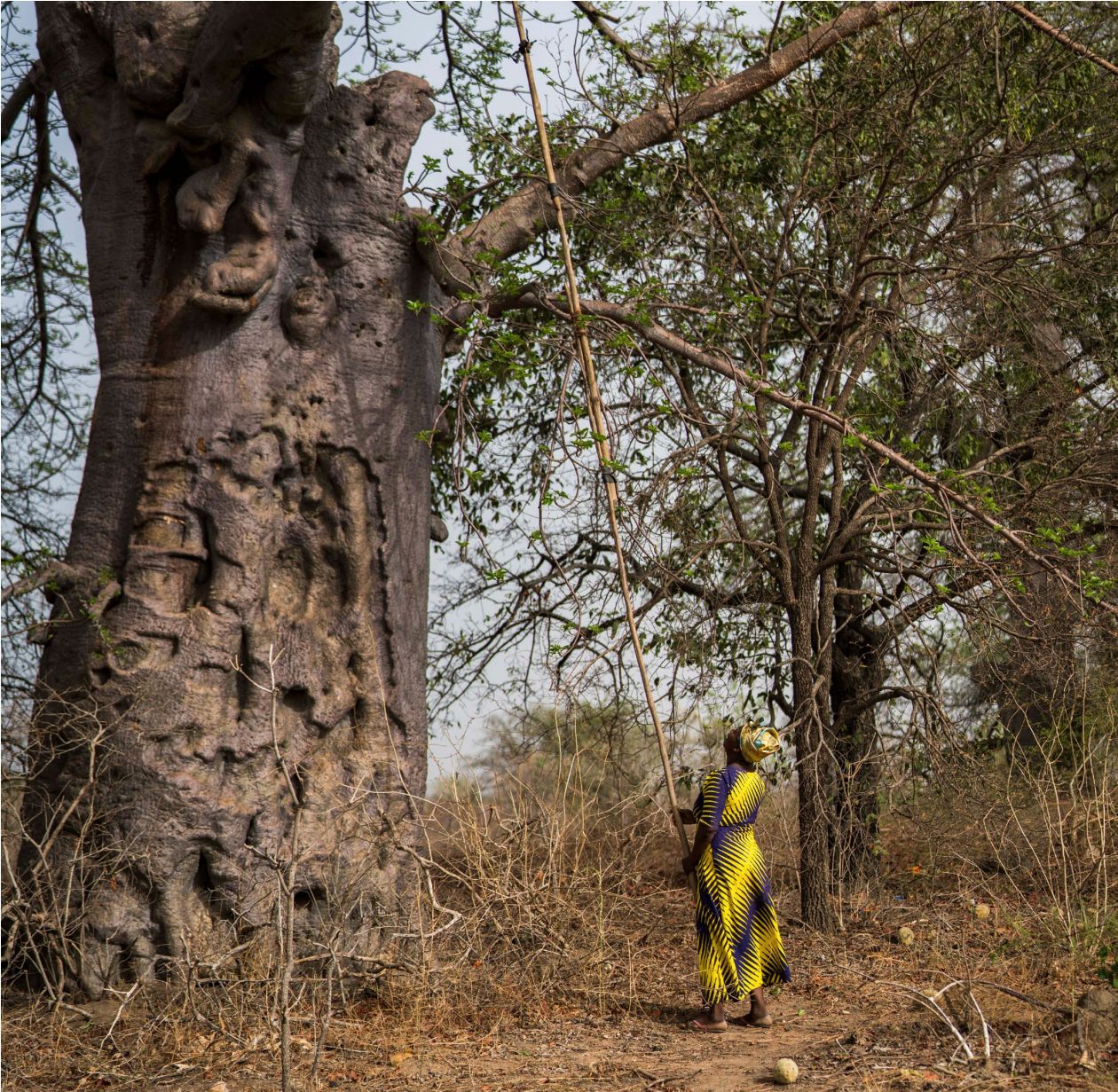 intro image unlocking pathways for land restoration in the sahel