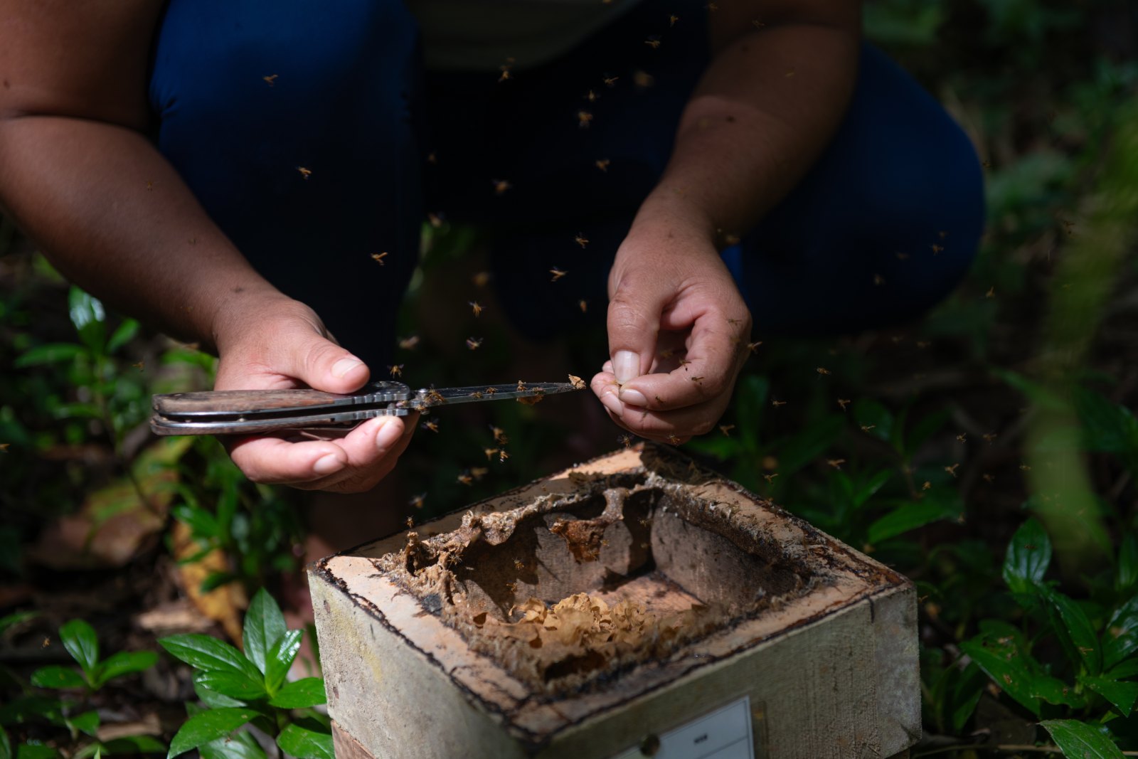 melaponia honey production peru credit eric martin 700’000 heures impact