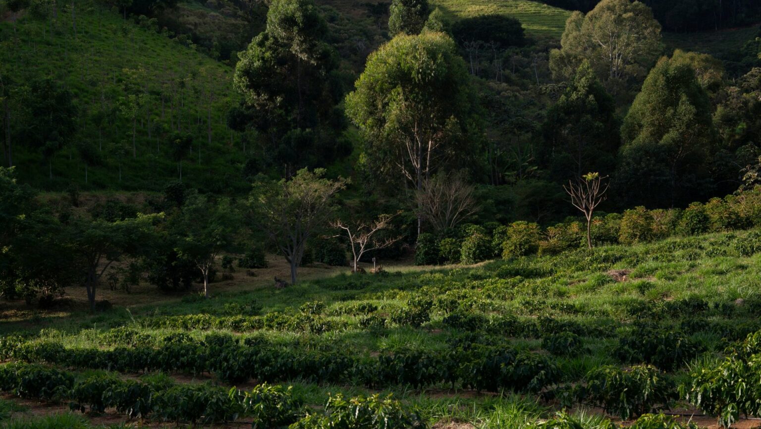 regen ecosystems