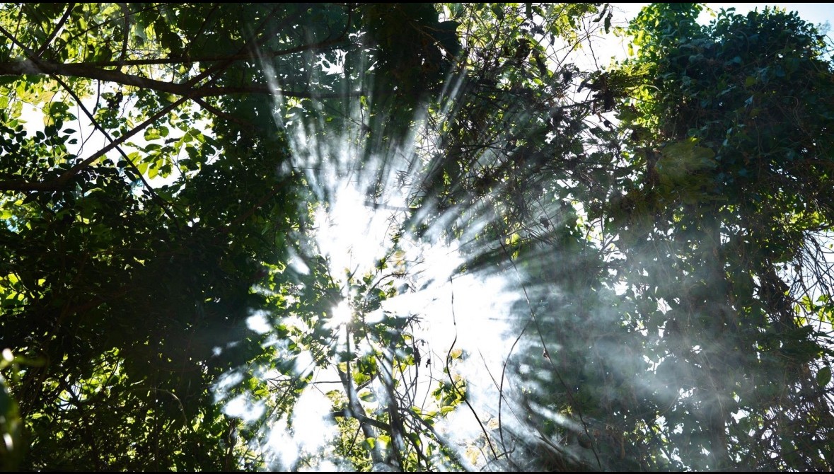 the regenerative awekening