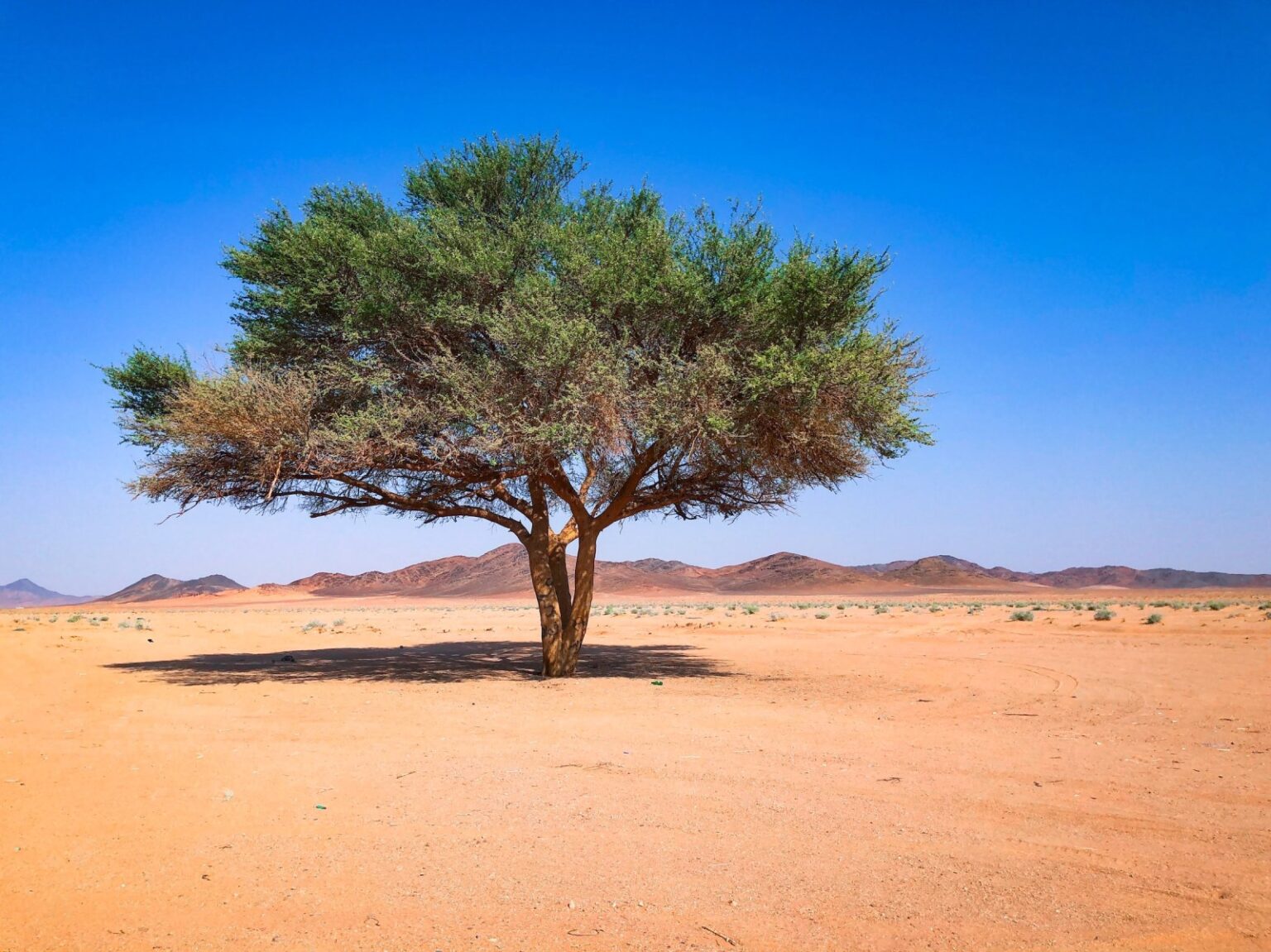 unlocking pathways for land restoration in the sahel 2