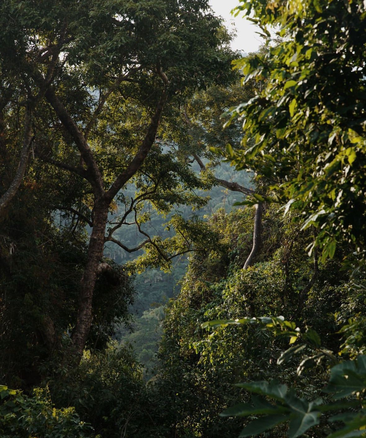 Tall jungle tree with spreading branches and dense green foliage in the foreground, opening onto misty forested hills under a bright sky.