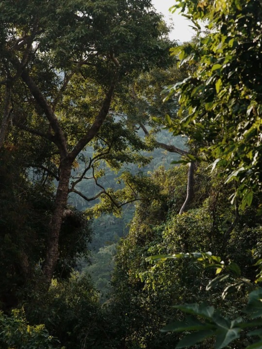 Tall jungle tree with spreading branches and dense green foliage in the foreground, opening onto misty forested hills under a bright sky.