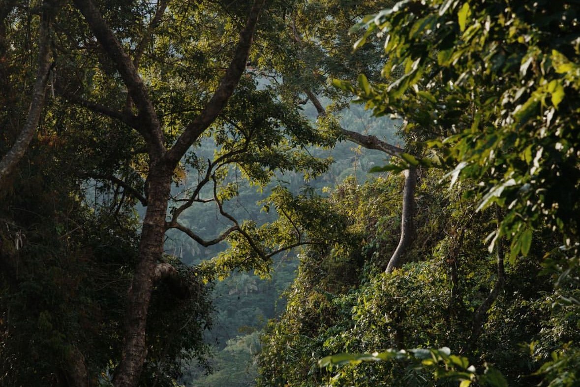 Sunlit jungle trees with a large trunk and spreading branches in the foreground, framing a view of hazy forested hills in the distance.