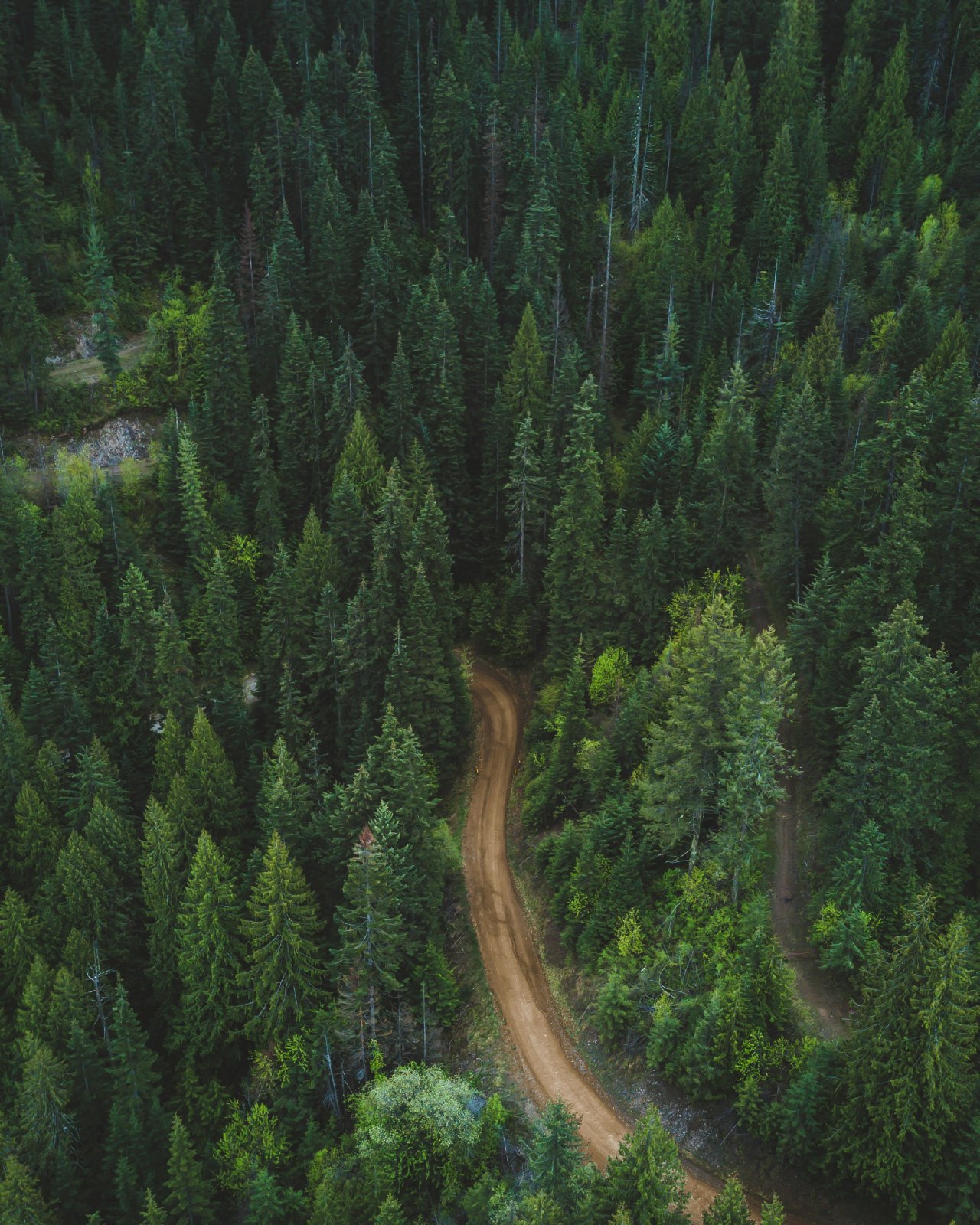 Aerial view of a winding dirt road curving through a dense evergreen forest.