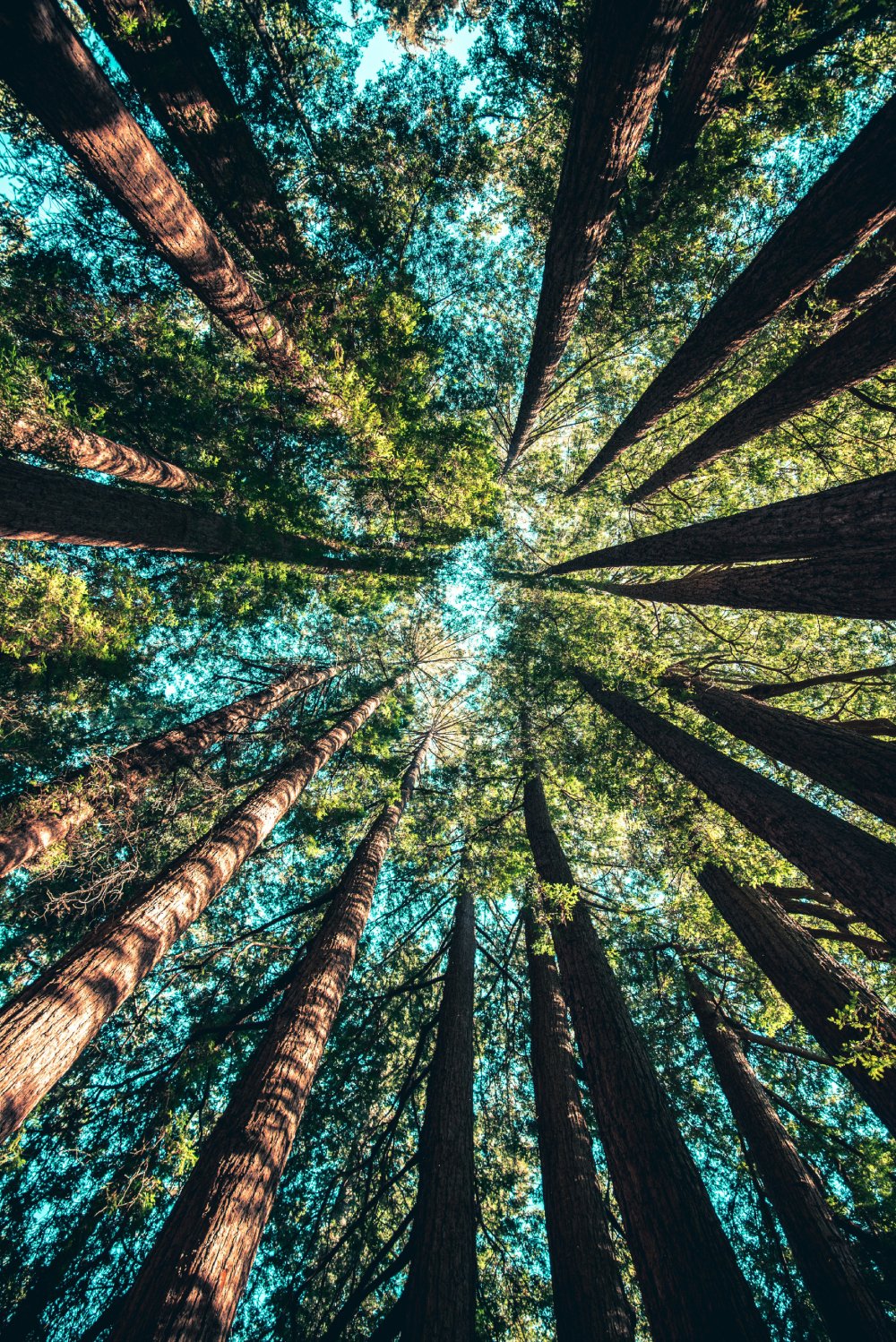 Looking straight up from the forest floor at a ring of tall redwood trees, their reddish-brown trunks converging toward a bright patch of sky. Green foliage fills the canopy, with sunlight filtering through the leaves.