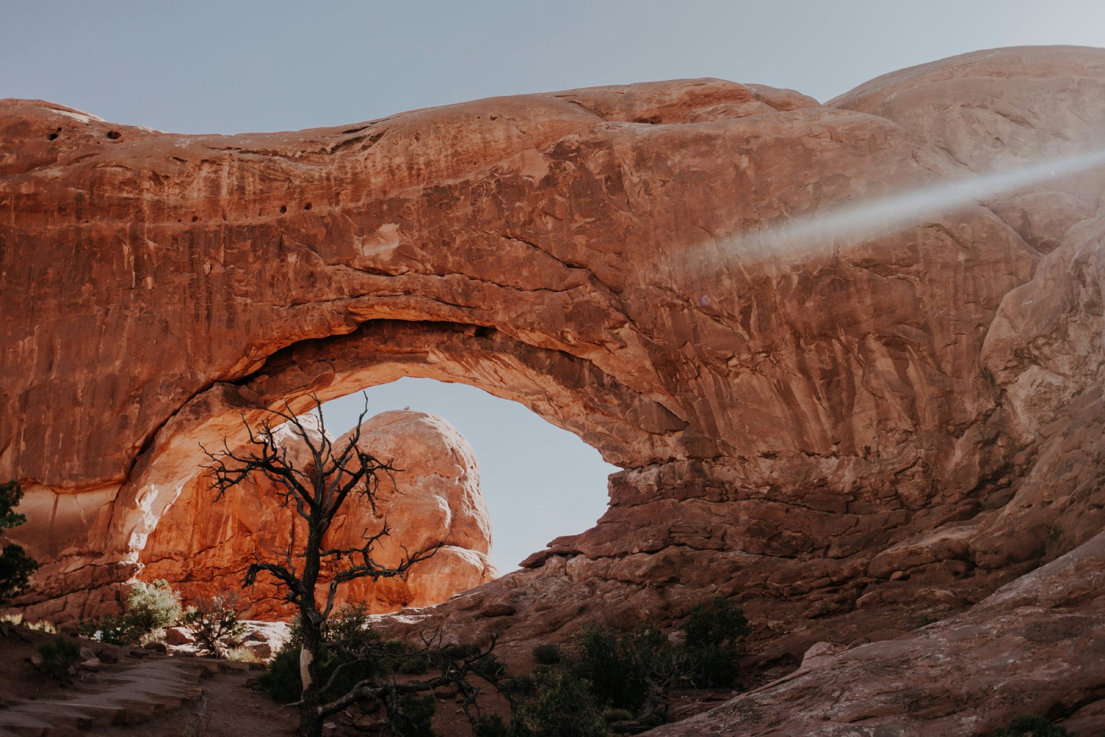 A large sandstone arch in a red-rock desert, with a bare, twisted tree standing beneath it.