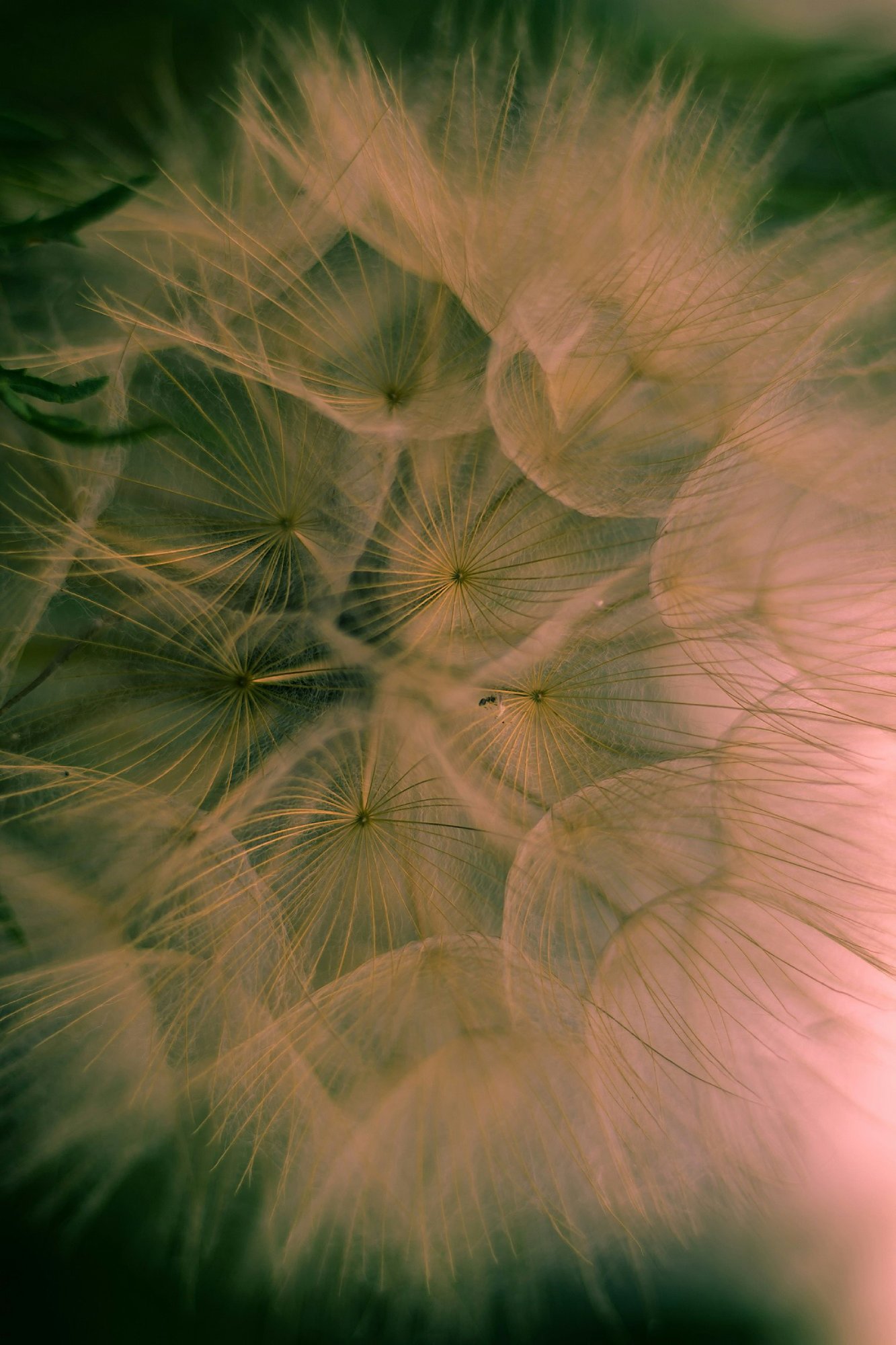 A macro close-up of a dandelion-like seed head, showing delicate, translucent, feathery pappus filaments radiating from their centers, glowing in warm golden-pink light against a soft dark green background.