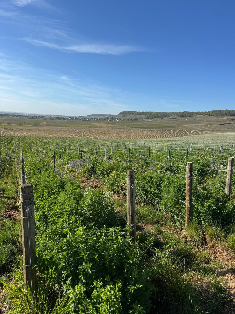 A vertical view of a vineyard with weathered wooden trellis posts and wires in the foreground, rising from dense green cover crops dotted with purple flowers. Neat vine rows extend across gently sloping fields to a distant village and a tree-lined hill, beneath a bright blue sky with streaks of white cloud.