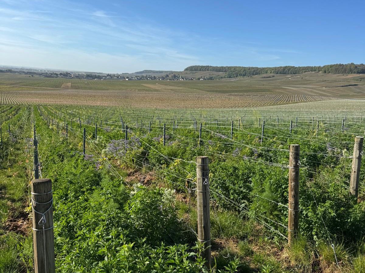 Rows of wooden posts and trellis wires run through a vineyard filled with lush green cover crops, including purple phacelia flowers and white-flowering plants. Beyond, rolling vineyards stretch across a wide valley toward a small village and a forested ridge under a clear blue sky with thin wispy clouds.