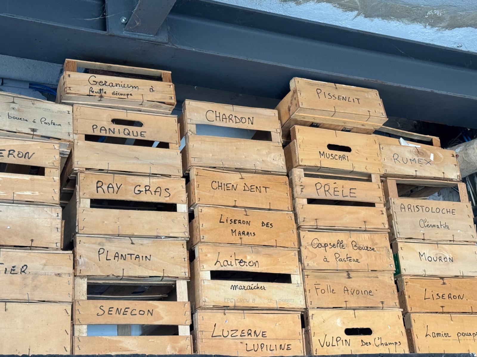 Stacked wooden crates on a shelf beneath a steel beam, each hand-labeled in black marker with the French name of a common weed or wild plant. Labels include "Pissenlit" (dandelion), "Chardon" (thistle), "Chien dent" (couch grass), "Ray gras" (ryegrass), "Plantain," "Sénecon" (groundsel), "Prêle" (horsetail), "Folle avoine" (wild oat), "Liseron" (bindweed), "Capselle bourse à pasteur" (shepherd's purse), "Vulpin des champs" (blackgrass), and "Luzerne lupuline" (black medick).