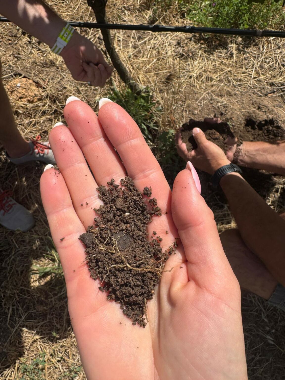 An open palm holds a small handful of dark, crumbly soil threaded with fine plant roots. In the background, another person scoops soil from a freshly dug hole at the base of a vine, beside dry straw mulch and a black drip irrigation line. A third person's wrist, wearing a wristband, and a pair of sneakers are also visible.