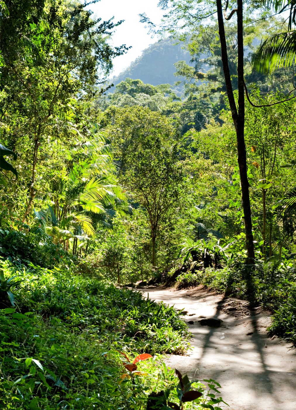 Sunlit dirt trail winding through lush tropical rainforest with palms and tall trees, with a forested mountain rising in the background.