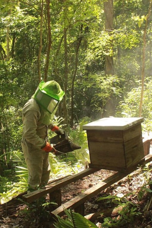 Beekeeper in a protective suit and green veil using a smoker on a wooden beehive in a sunlit forest.